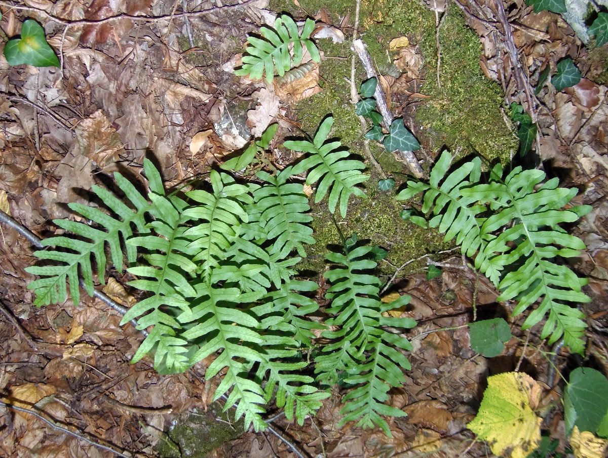 Image of Polypodium vulgare specimen.