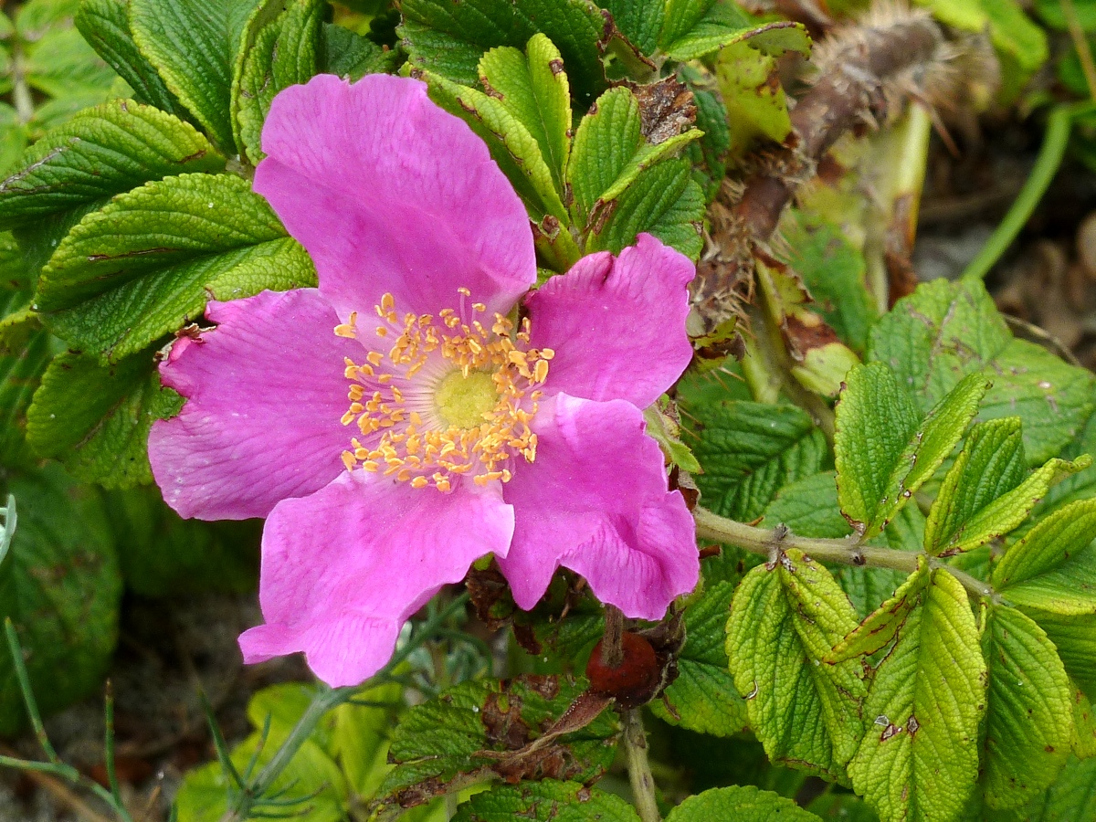 Изображение особи Rosa rugosa.