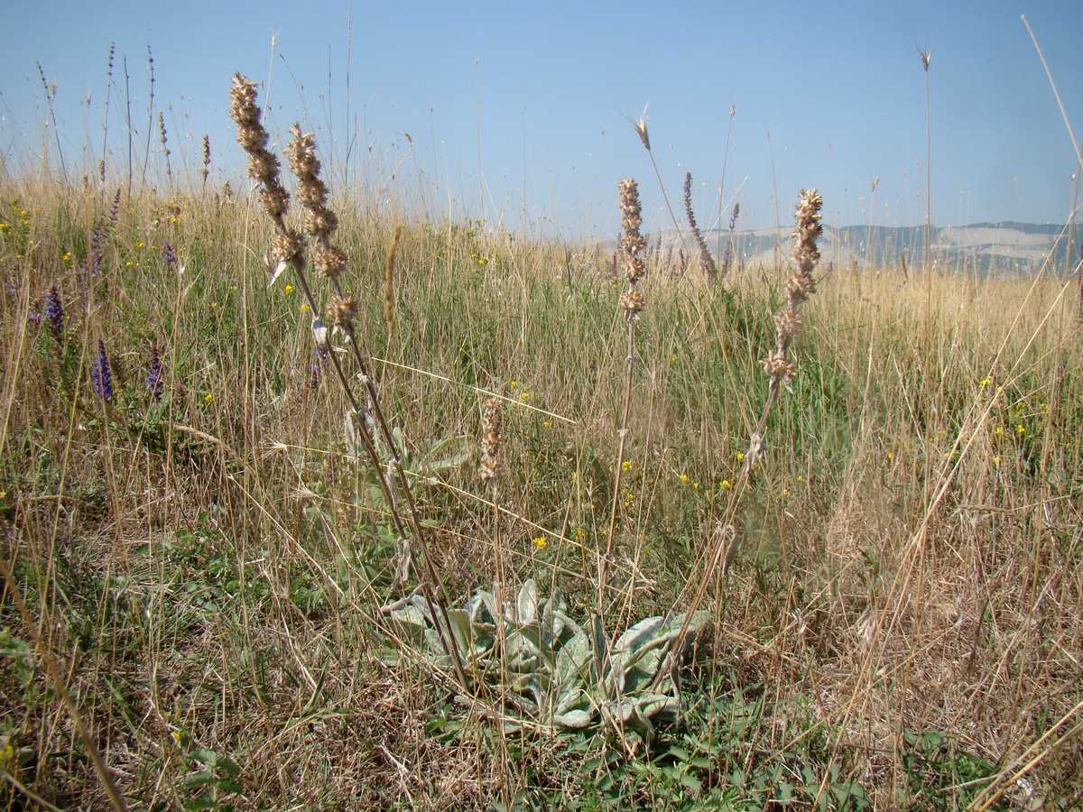 Изображение особи Stachys cretica.
