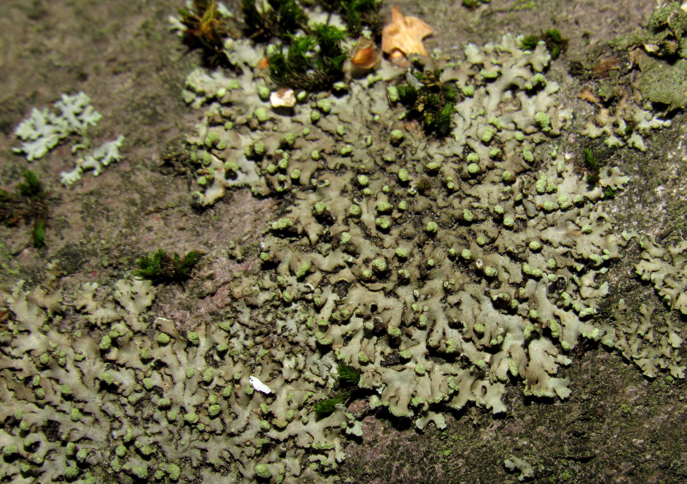 Image of Phaeophyscia pusilloides specimen.