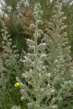 Echium biebersteinii