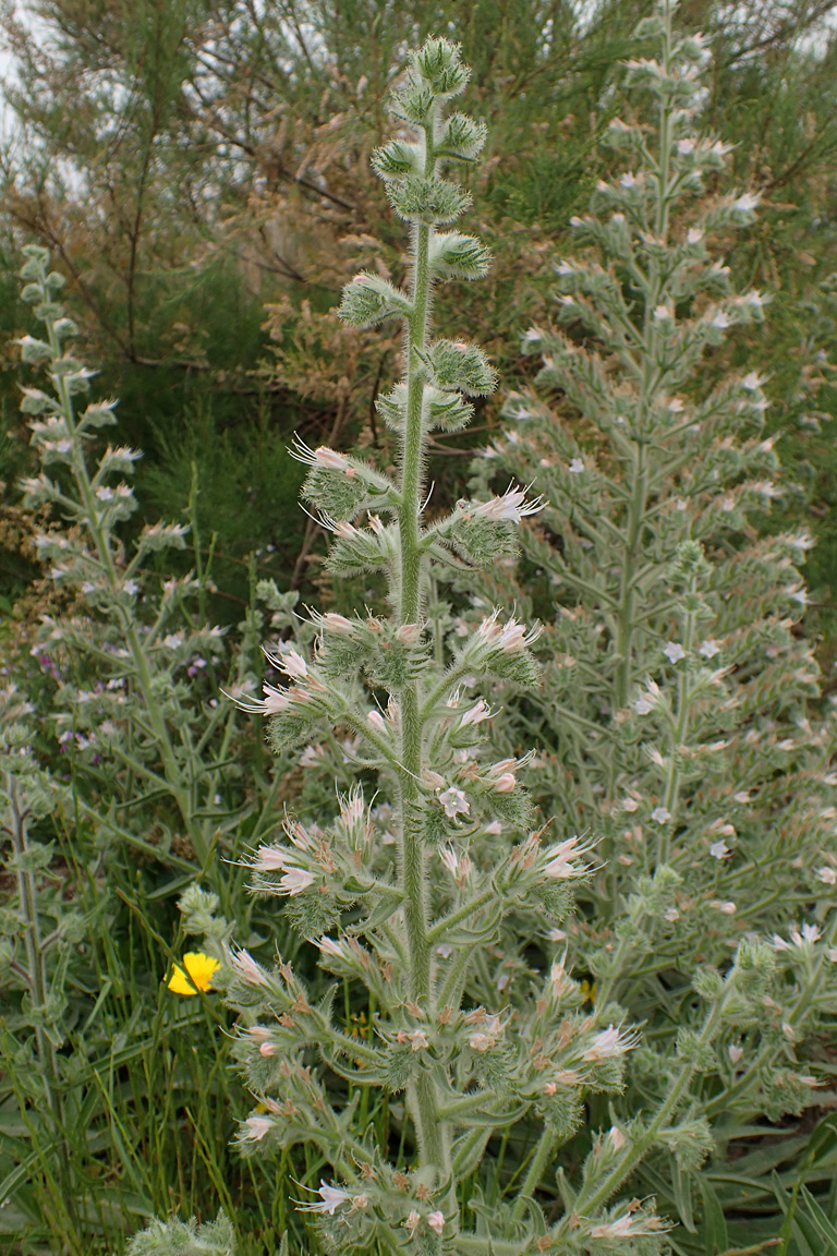 Изображение особи Echium biebersteinii.