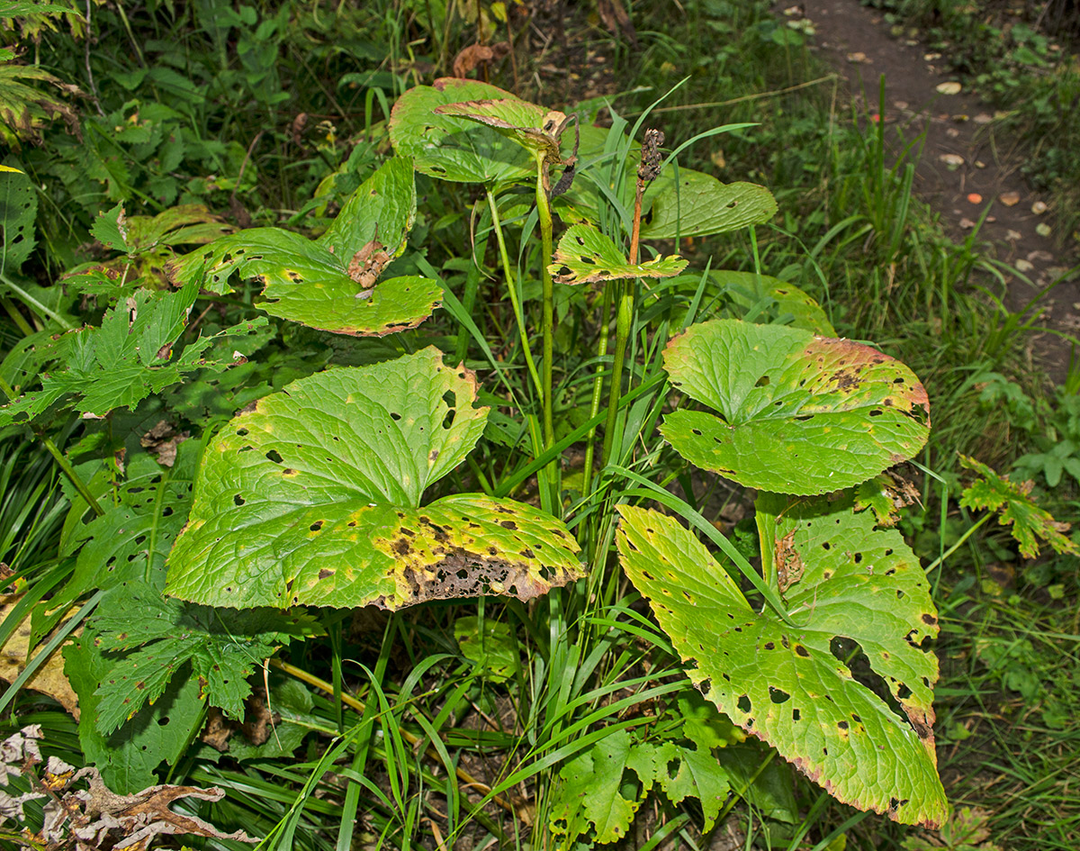 Image of Ligularia sibirica specimen.