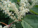 Reynoutria japonica