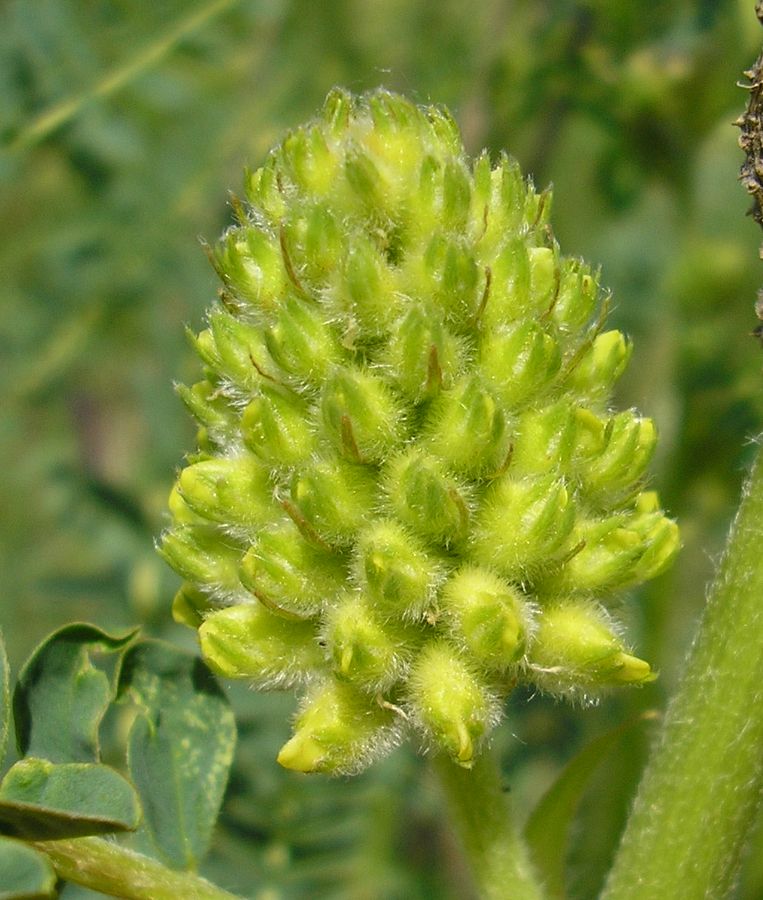 Image of Astragalus ponticus specimen.