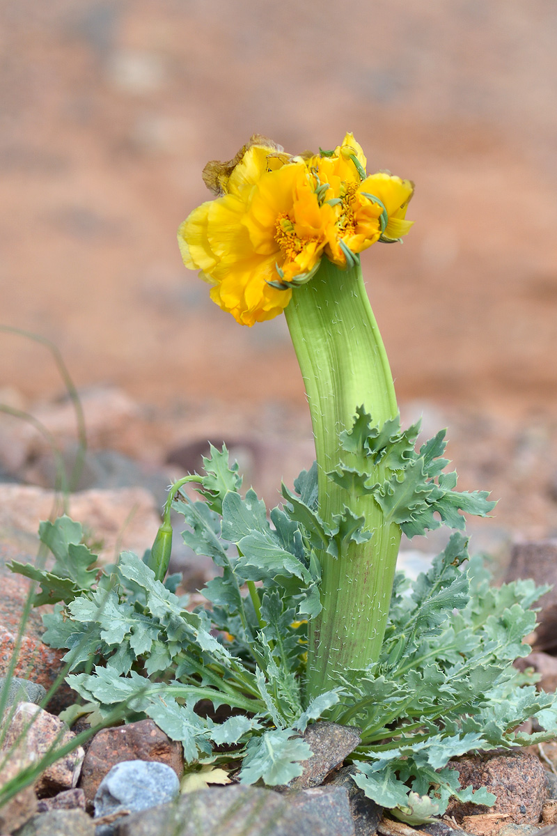 Изображение особи Glaucium fimbrilligerum.