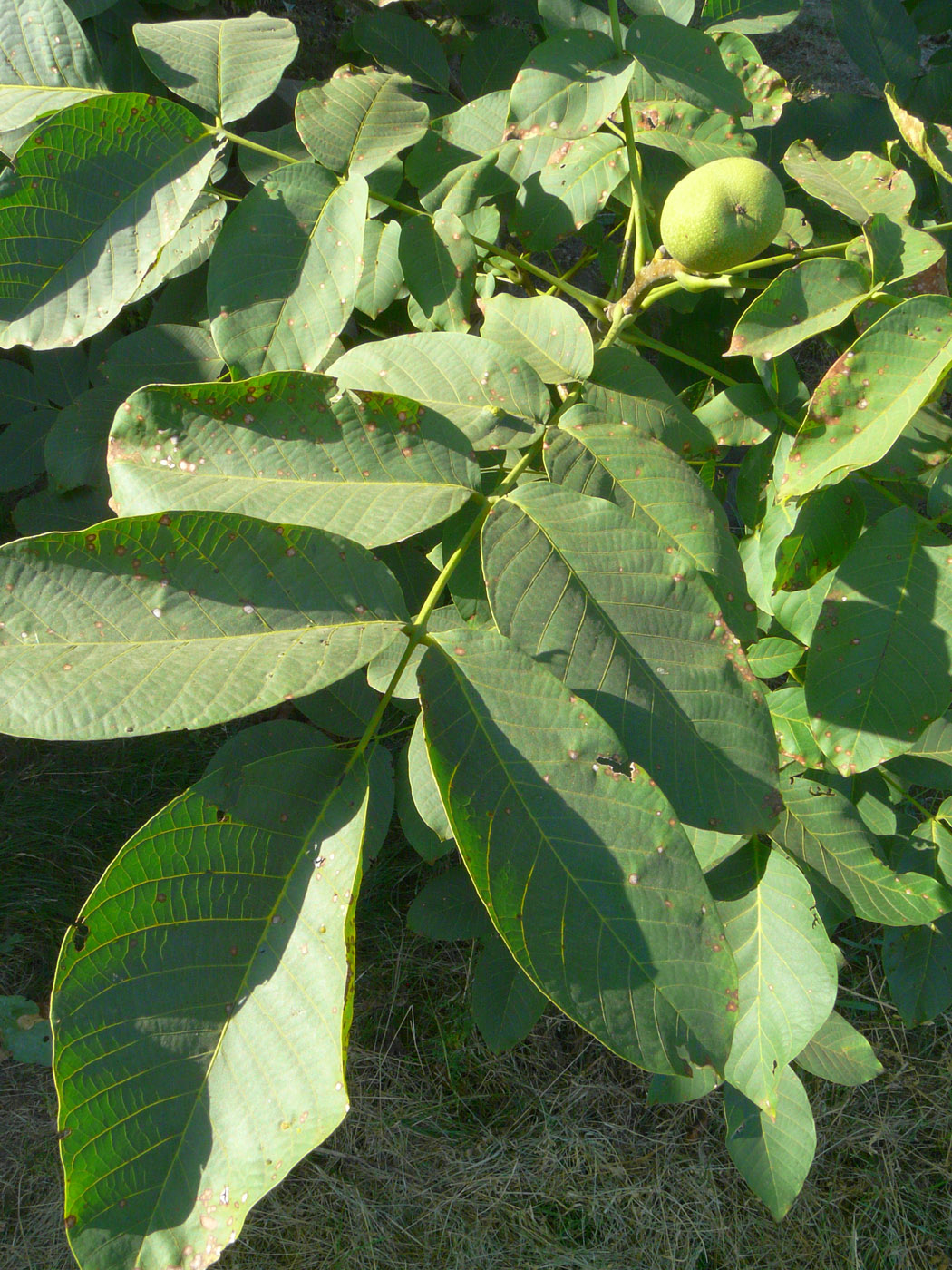 Image of Juglans regia specimen.