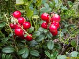 Vaccinium vitis-idaea. Верхушки побегов с плодами. Украина, Ивано-Франковская обл., Болеховский горсовет, Поляницкий сельсовет, Поляницкий региональный ландшафтный парк, горный луг, 23.07.2018.