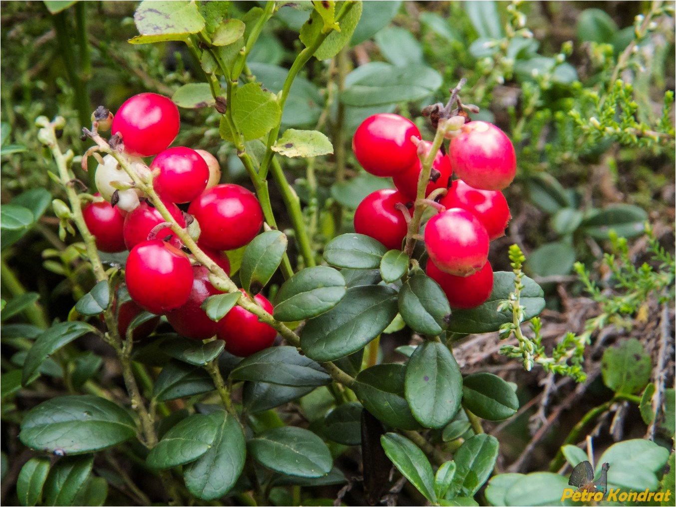 Image of Vaccinium vitis-idaea specimen.