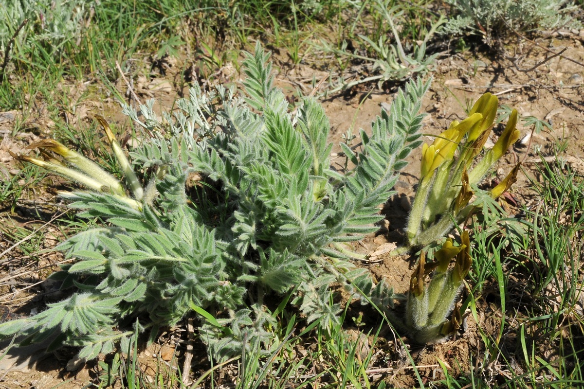 Image of Astragalus xipholobus specimen.