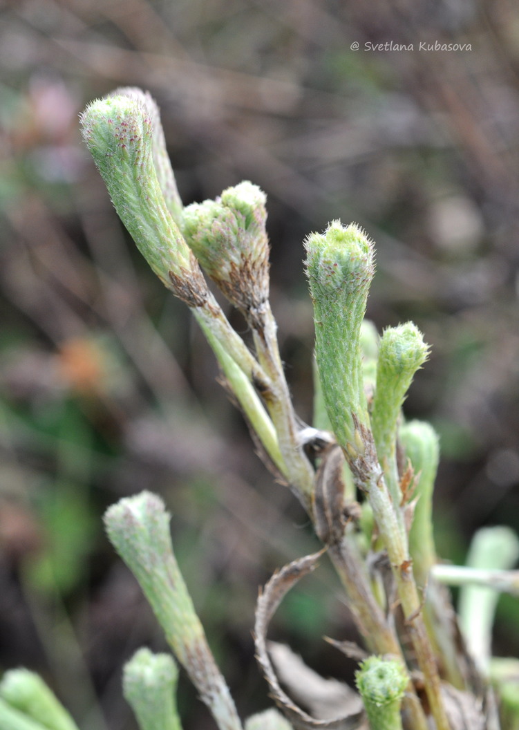 Изображение особи Cirsium setosum.