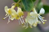 Lonicera microphylla. Цветки. Кыргызстан, Чуйская обл., каньон Конорчек, ≈ 1700 м н.у.м, кустарники вдоль высохшего русла ручья. 19.05.2018.