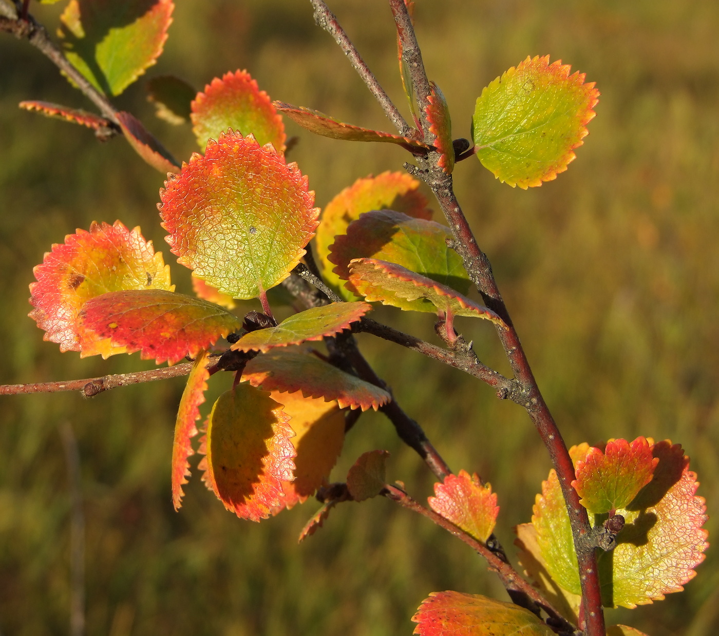 Image of Betula divaricata specimen.