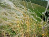 род Stipa