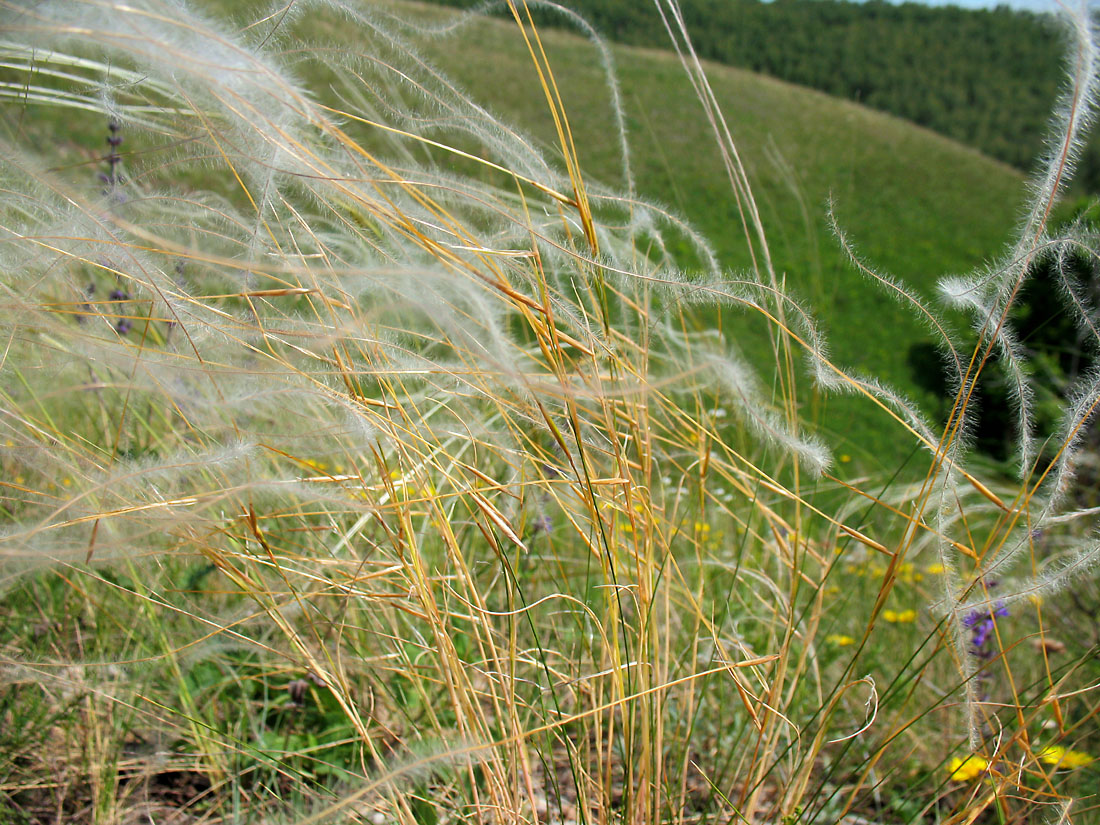 Изображение особи род Stipa.