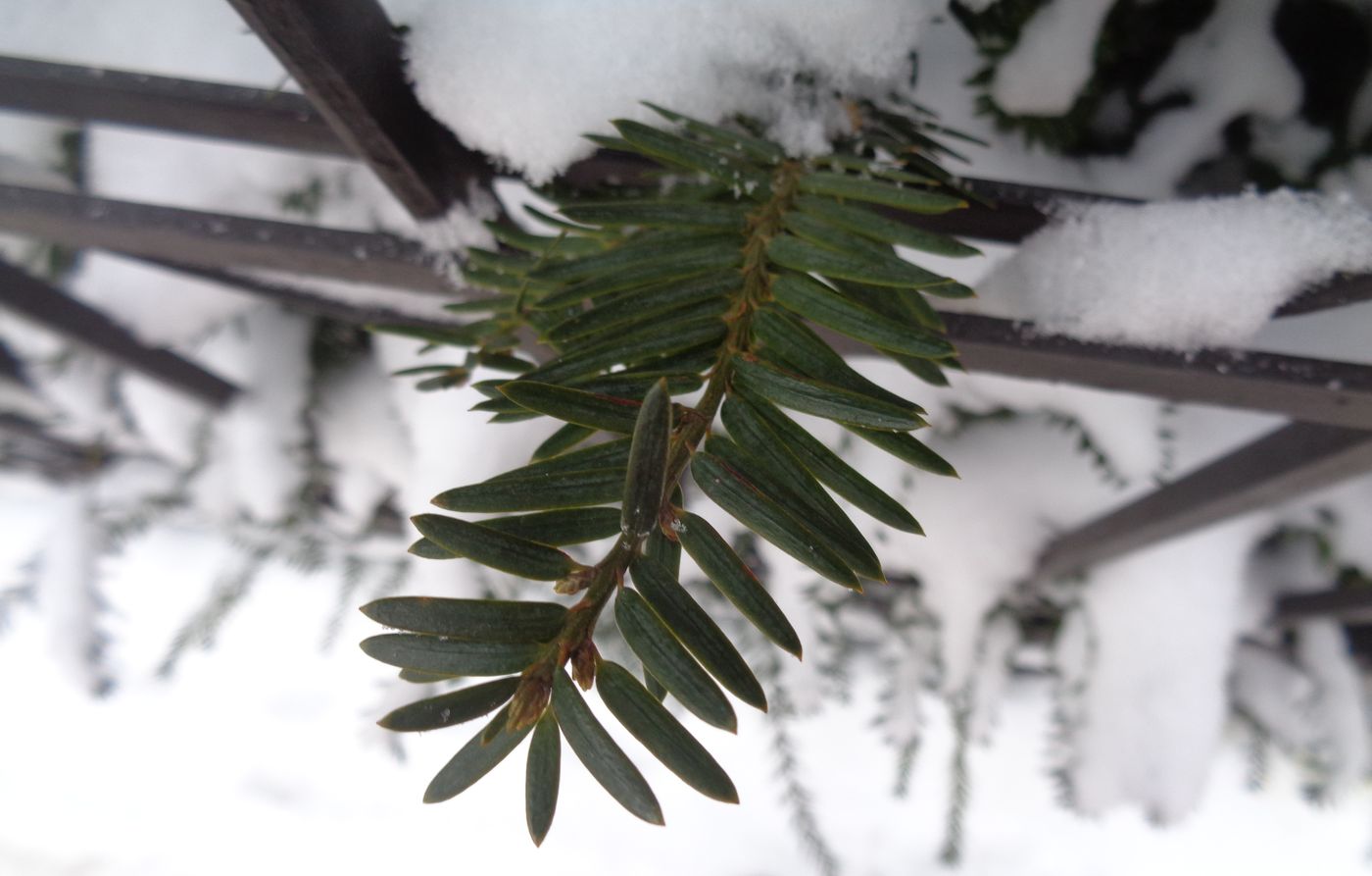 Image of Taxus baccata specimen.