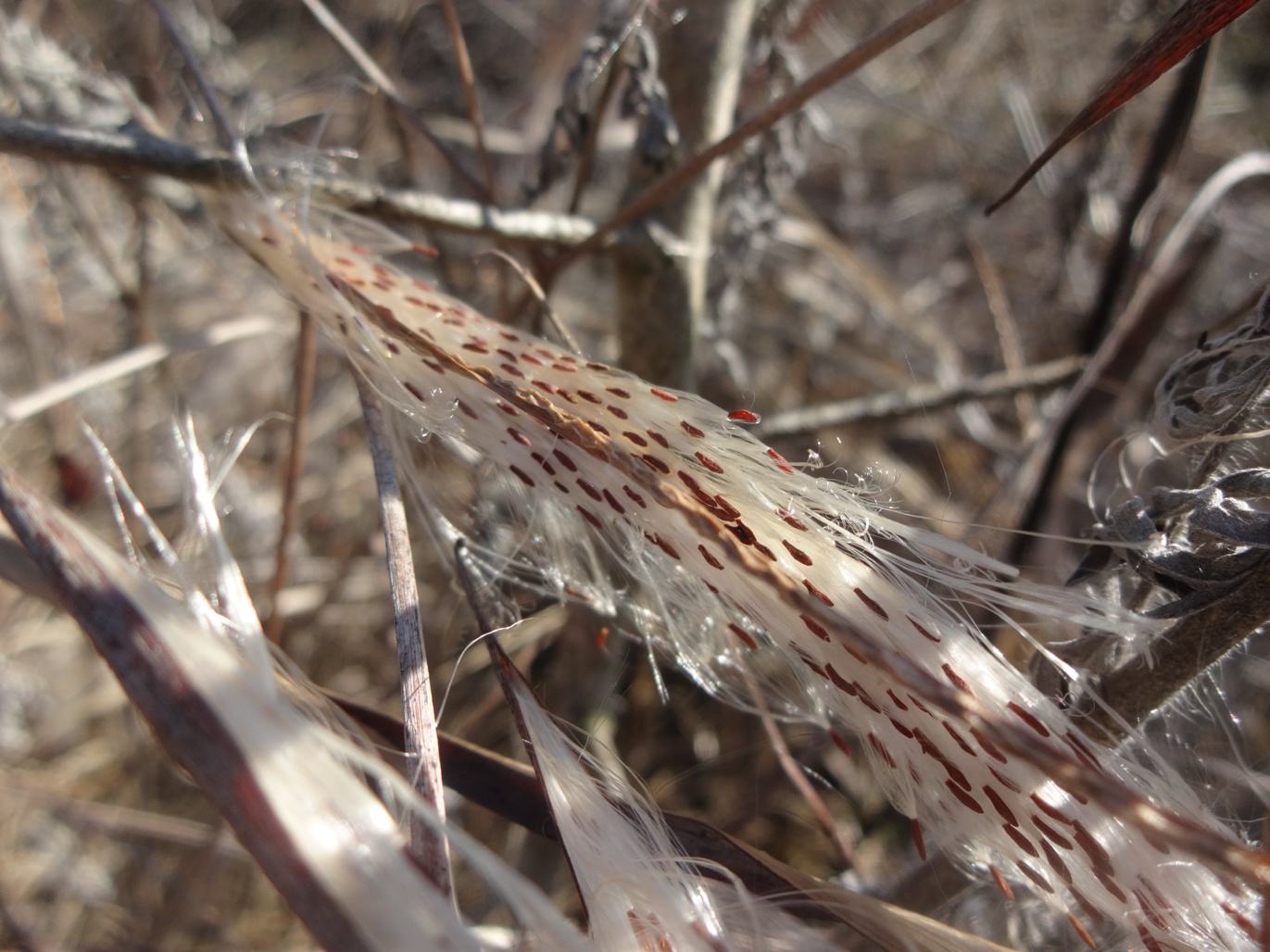 Image of Trachomitum sarmatiense specimen.