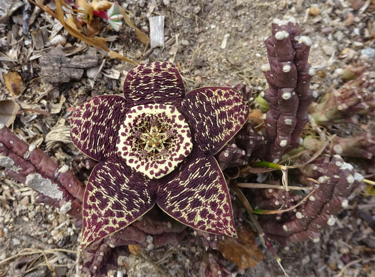 Image of Orbea variegata specimen.