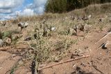 Corispermum leptopterum. Плодоносящее растение (крупные листья на заднем плане - Petasites spurius). Псковская обл., Гдовский р-н, дер. Лунёвщина, берег Чудского оз., песчаный пляж. 29.09.2018.