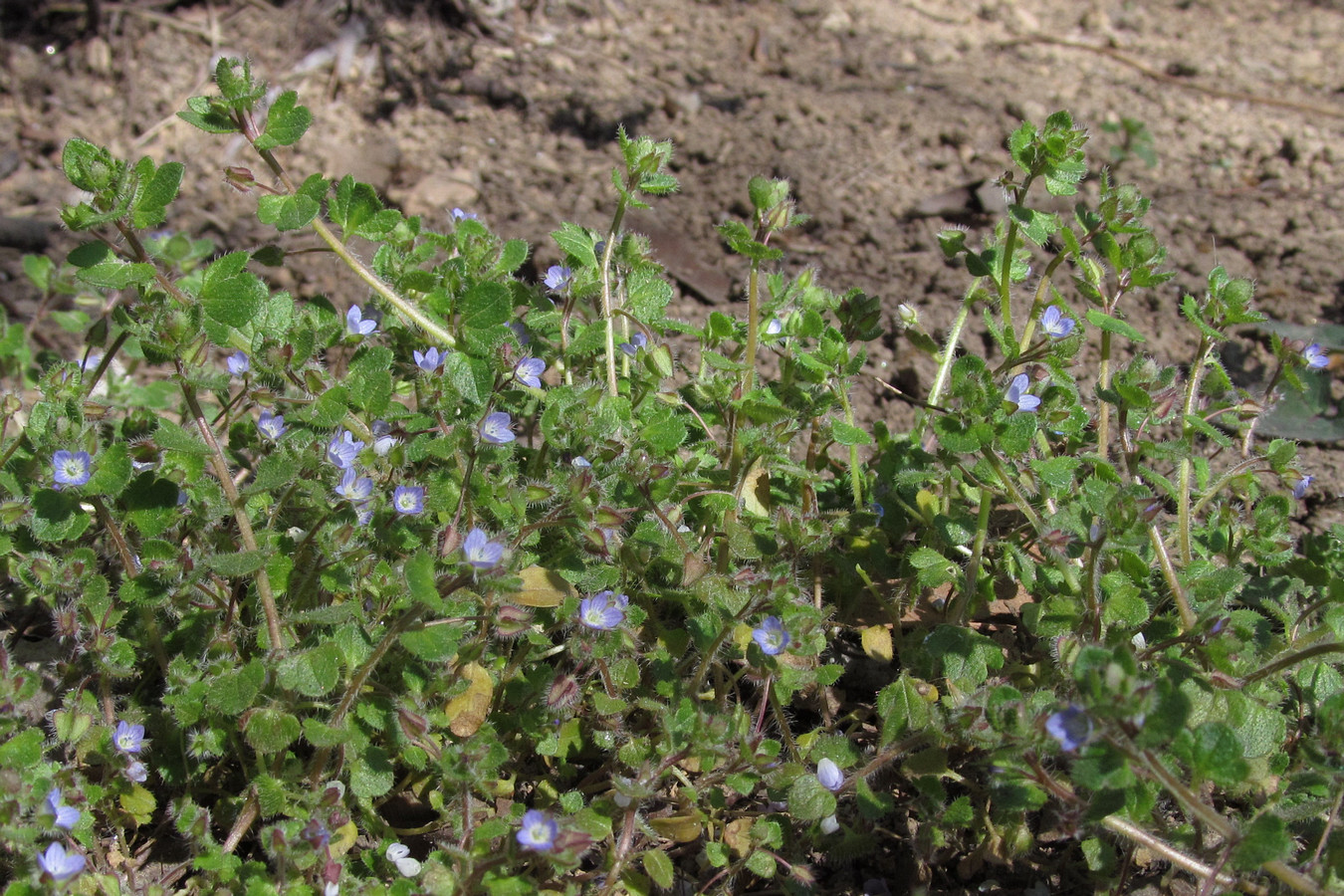 Image of Veronica hederifolia specimen.