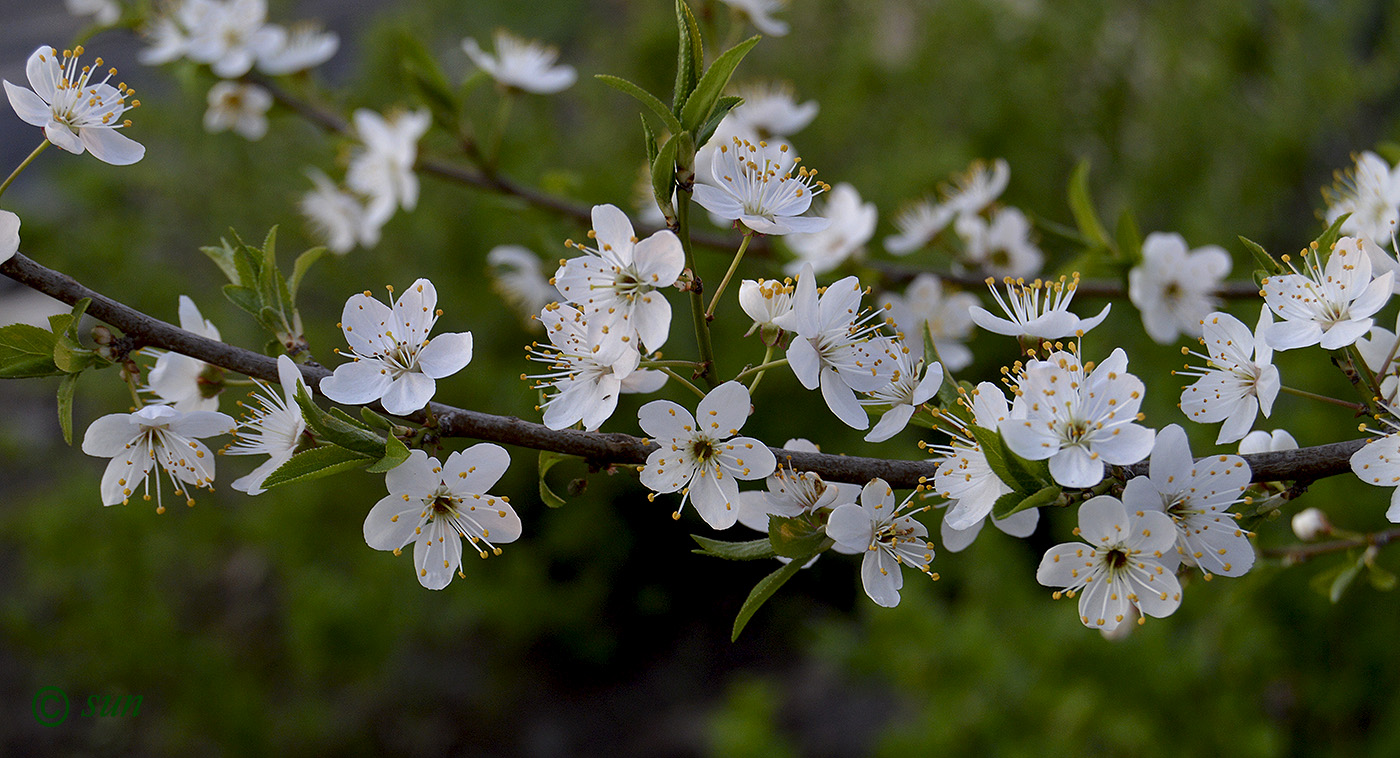 Image of Prunus cerasifera specimen.