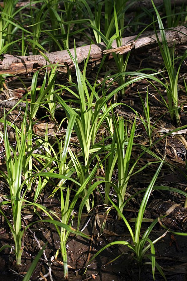 Изображение особи Scirpus sylvaticus.