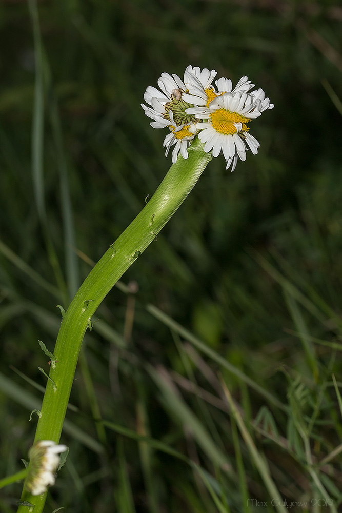 Изображение особи Leucanthemum ircutianum.