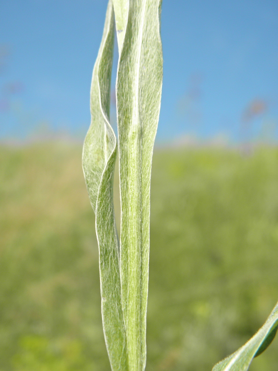 Изображение особи Centaurea tanaitica.