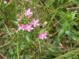 Centaurium erythraea. Верхушка цветущего растения. Украина, Николаевская обл., Кинбурнская коса. 27 июня 2010 г.