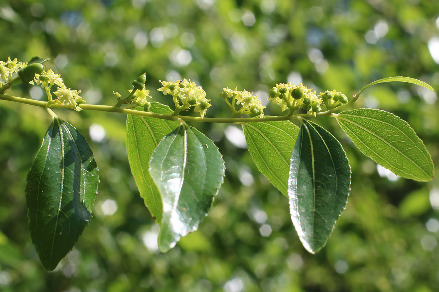 Image of Ziziphus jujuba specimen.