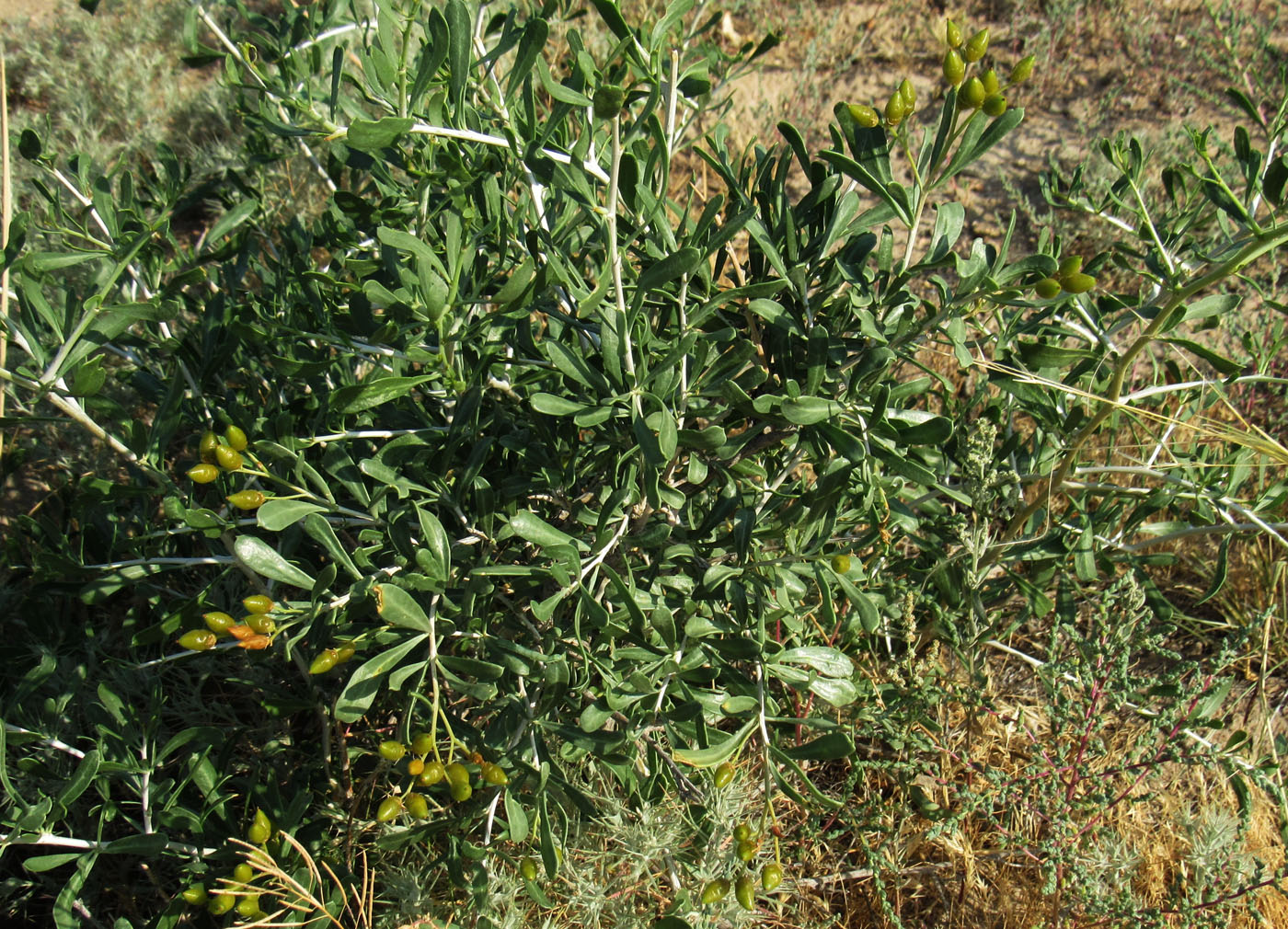 Image of Nitraria schoberi specimen.