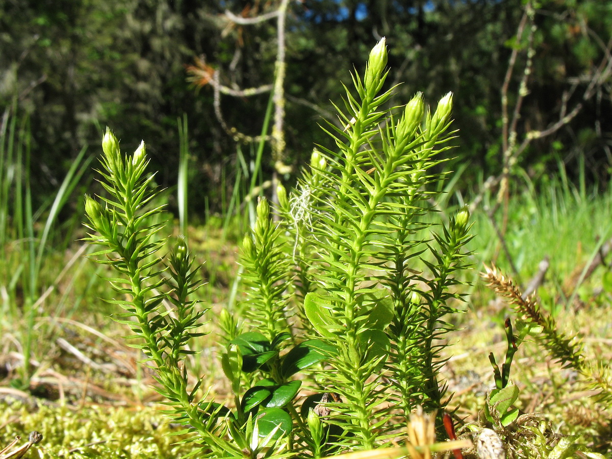 Изображение особи Lycopodium annotinum.