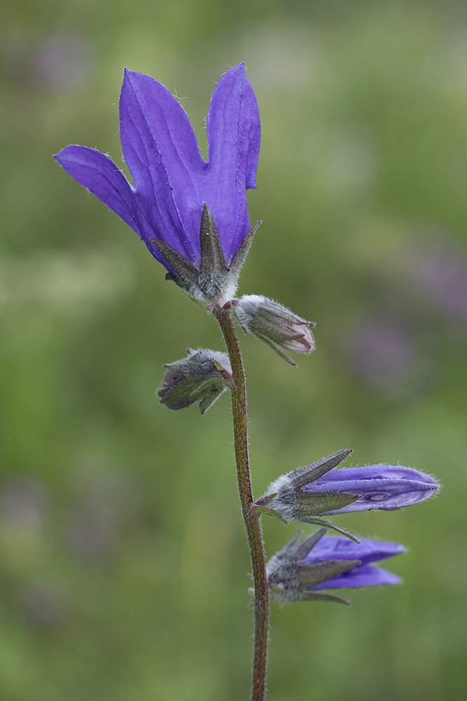 Изображение особи Campanula collina.