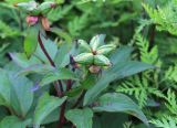 Paeonia lactiflora