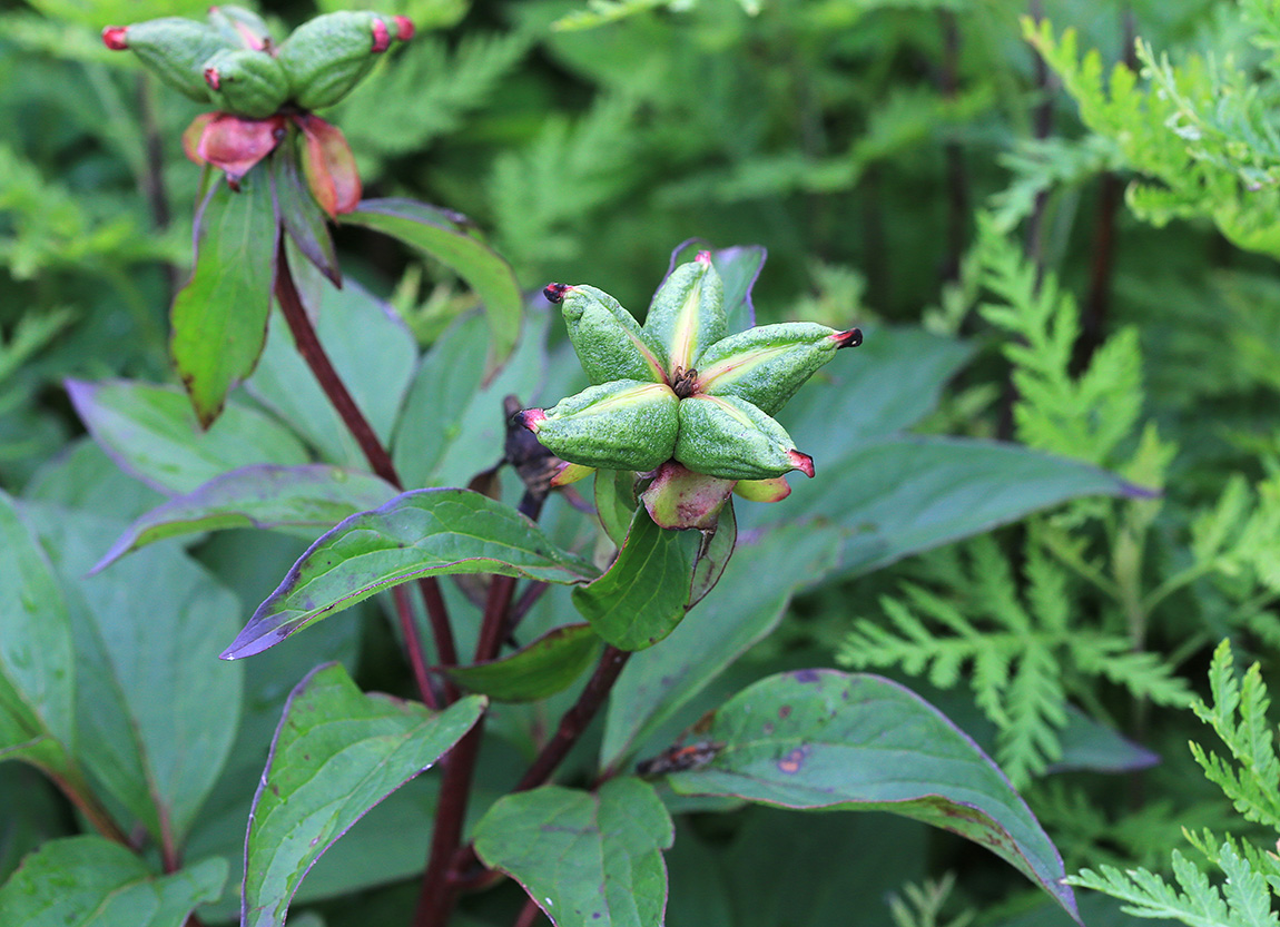 Image of Paeonia lactiflora specimen.