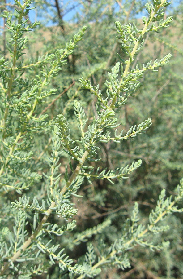 Image of Suaeda microphylla specimen.