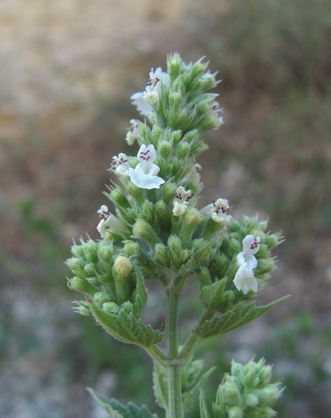 Изображение особи Nepeta cataria.