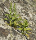 Solidago virgaurea ssp. taurica