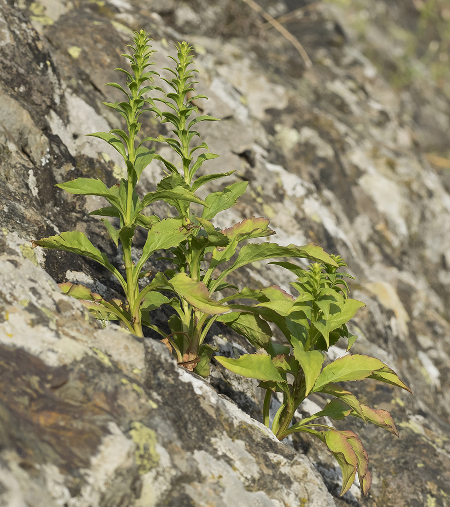 Изображение особи Solidago virgaurea ssp. taurica.