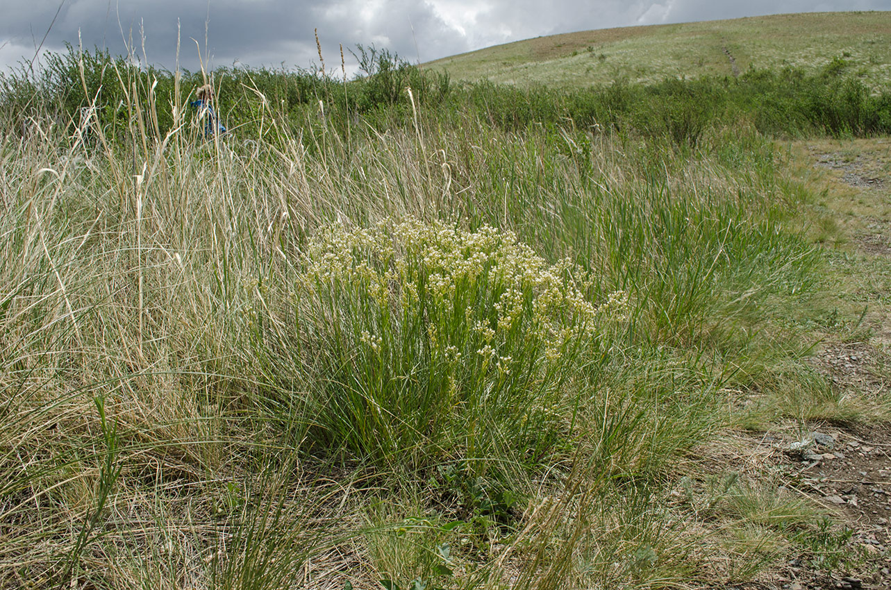 Image of Eremogone longifolia specimen.