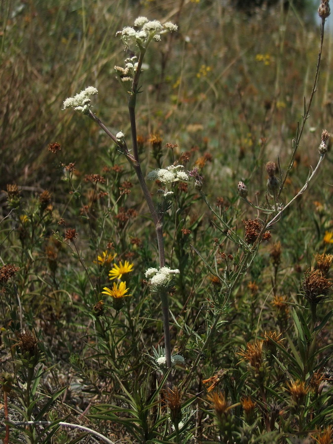 Image of Seseli dichotomum specimen.