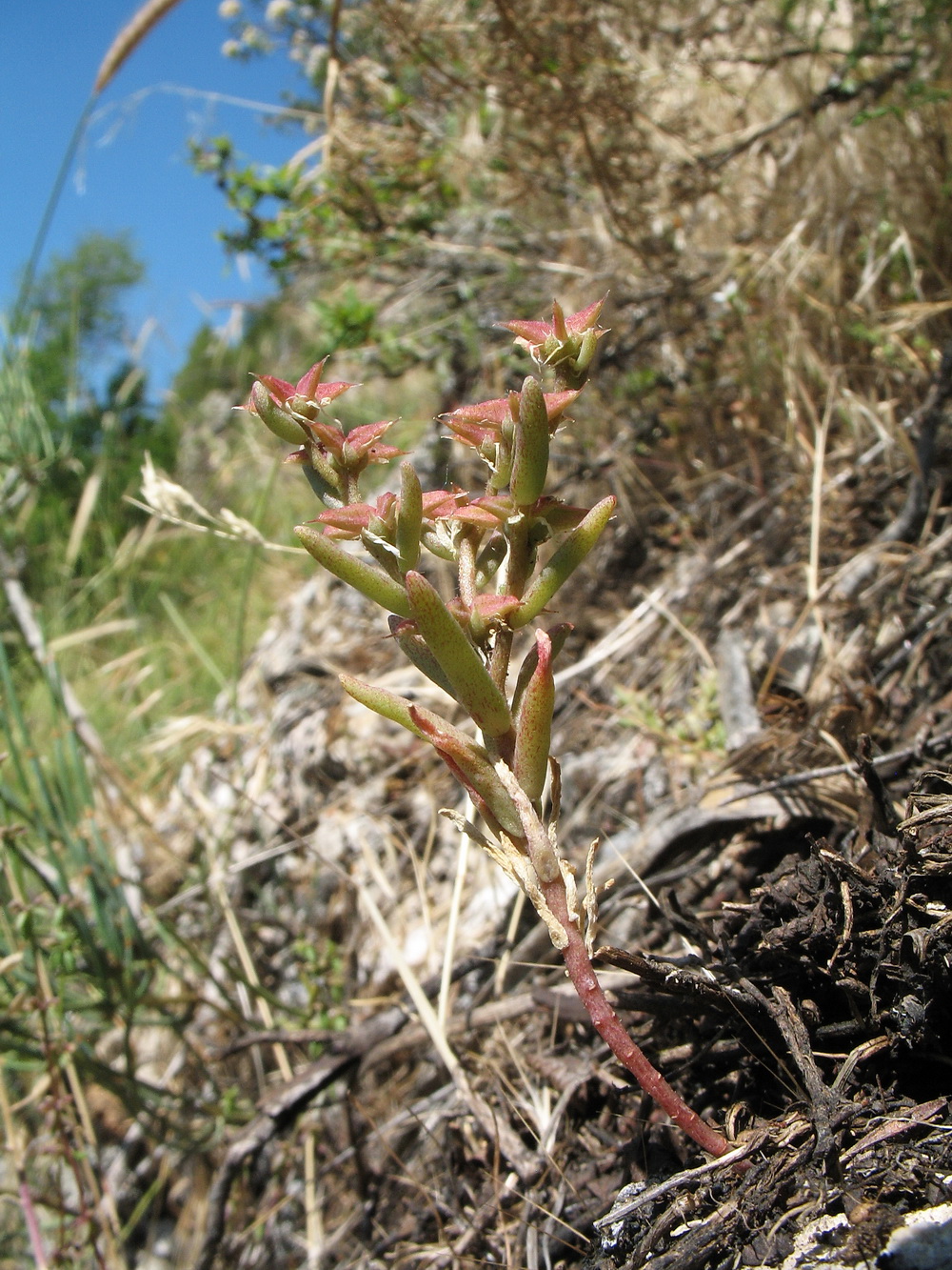 Image of Sedum pentapetalum specimen.