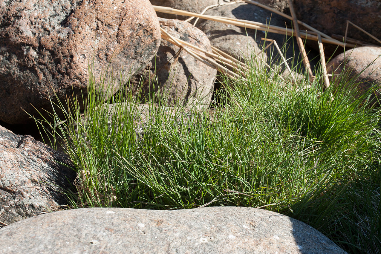 Image of Agrostis straminea specimen.