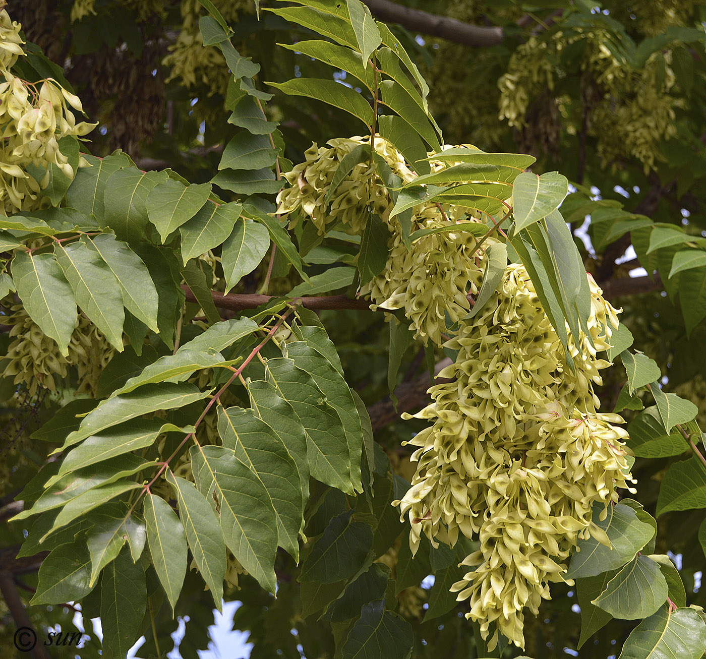 Изображение особи Ailanthus altissima.