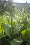 Allium victorialis