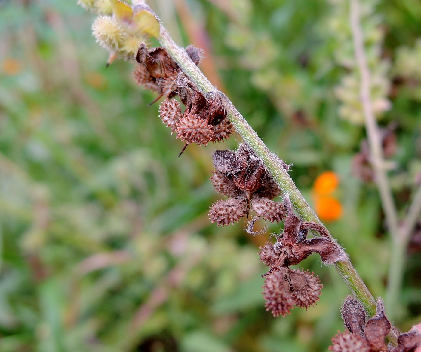 Image of Cynoglossum officinale specimen.