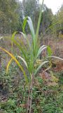 Miscanthus sacchariflorus