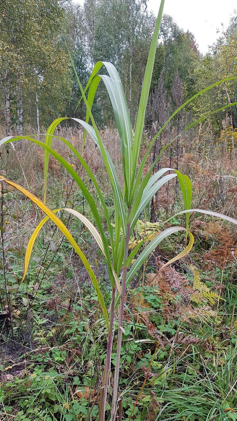 Image of Miscanthus sacchariflorus specimen.