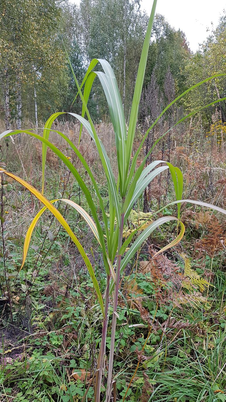 Изображение особи Miscanthus sacchariflorus.