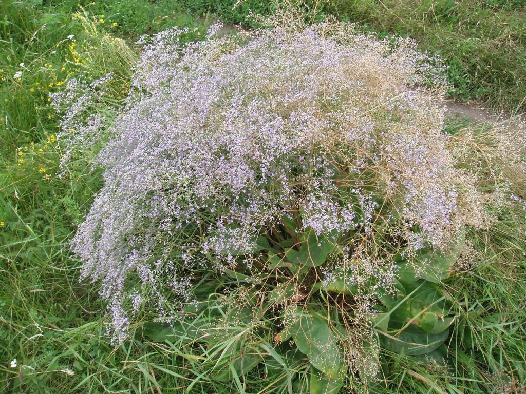 Изображение особи Limonium coriarium.